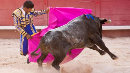 Le mouvement anti-corrida : reportage Anne Connin pour Sénat info sur France 3